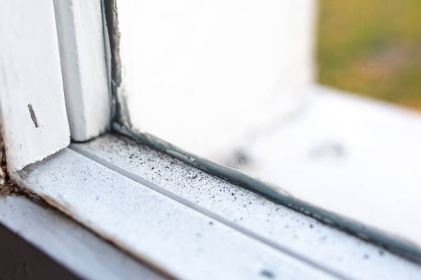 Trusted Winchester, IN Mold Removal Experts