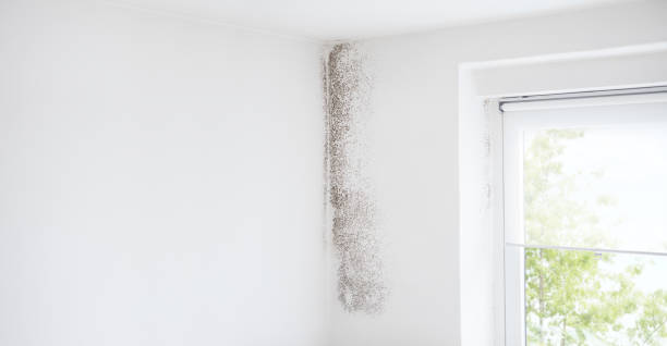 Best Mold Remediation for Healthcare Facilities  in Wchester, IN