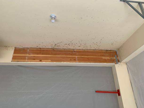 Best Emergency Mold Remediation  in Wchester, IN